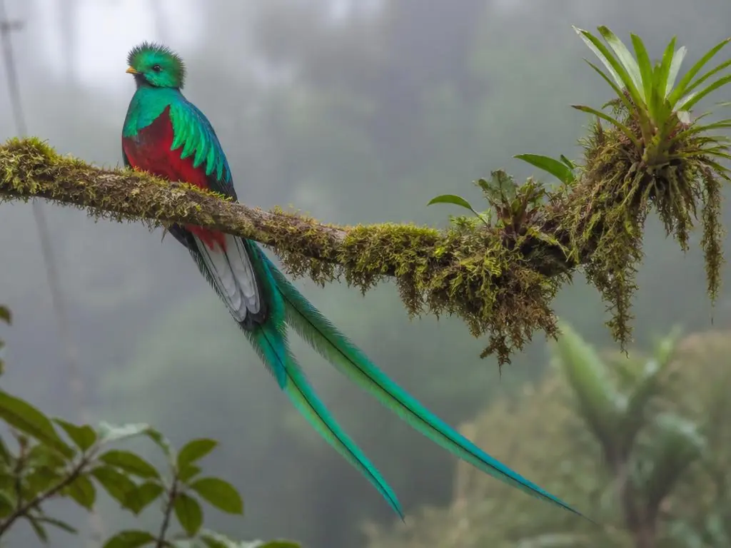 Resplendent quetzal